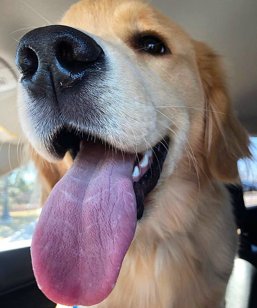 Bailey is registered to the contest to win money with this photo: beagador, canidae, carnivore, companion_dog, dog, dog_breed, fur, golden_retriever, labrador_retriever, mammal, mouth, nose, puppy, puppy_love, retriever, snout, sporting_group, tongue, vertebrate, whiskers