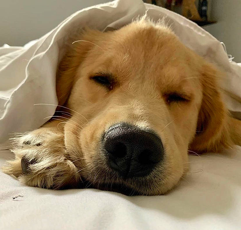 Bailey is registered to the contest to win money with this photo: ancient_dog_breeds, canidae, carnivore, companion_dog, dog, dog_breed, fawn, fur, golden_retriever, labrador_retriever, mammal, nap, nose, puppy, puppy_love, retriever, snout, sporting_group, vertebrate, whiskers