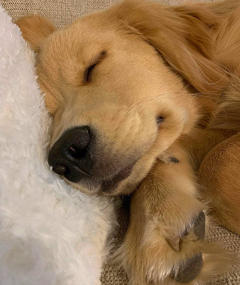 Bailey joined the competition — help win amazing prizes! canidae, carnivore, companion_dog, dog, dog_breed, fawn, fur, golden_retriever, mammal, nose, paw, puppy, puppy_love, retriever, snout, sporting_group, vertebrate, whiskers