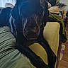 animal, bed, black_dog, blanket, canine, close_up, couch, curtains, dog, furniture, green_bedspread, home, indoor, lying_down, pet, relaxed, television, tongue_out, window, wood_floor