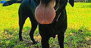 Max is registered to the contest to win money with this photo: animal, black_dog, blue_sky, canine, close_up, dog, ears, grass, greenery, happy, house, muzzle, nature, outdoor, pet, playful, summer, sunny, tongue_out, yard