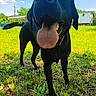 animal, black_dog, blue_sky, canine, close_up, dog, ears, grass, greenery, happy, house, muzzle, nature, outdoor, pet, playful, summer, sunny, tongue_out, yard