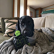 Max is registered to the contest to win money with this photo: black_dog, blanket, canine, comfort, couch, cozy, curtains, dog, fur, home, indoor, living_room, pet, pillows, relaxed, soft, stuffed_toy, toy, turtle_toy, window