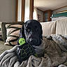 black_dog, blanket, canine, comfort, couch, cozy, curtains, dog, fur, home, indoor, living_room, pet, pillows, relaxed, soft, stuffed_toy, toy, turtle_toy, window