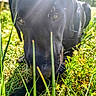 animal, black_dog, canine, close_up, daylight, dog, eyes, field, grass, greenery, lens_flare, muzzle, nature, outdoor, peaceful, pet, resting, snout, summer, sunlight