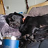 Max joined the competition — help win amazing prizes! black_dog, blanket, canine, closeup, collar, comfort, cozy, dog, domestic_animal, fur, home, indoor, laying_down, nap, pet, pillow, relaxation, resting, sleeping, soft