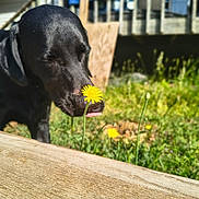 Max is registered to the contest to win money with this photo: dog, black_dog, flower, dandelion, outdoor, grass, wooden_porcht, sunny, nature, pet, animal, sniffing, greenery, tongue_out, close_up, summer, yard, playful, curious, canine