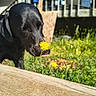 dog, black_dog, flower, dandelion, outdoor, grass, wooden_porcht, sunny, nature, pet, animal, sniffing, greenery, tongue_out, close_up, summer, yard, playful, curious, canine