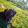 animal, black_dog, blurred_background, canine, closeup, daytime, dog, field, flora, grass, greenery, laying_down, mammal, nature, outdoor, peaceful, pet, relaxing, summer, sunlight