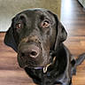 animal, black_dog, brown_eyes, canine, close_up, collar, companion, curious, cute, dog, domestic_animal, face, fur, indoor, labrador_retriever, looking_up, pet, portrait, sitting, wooden_floor