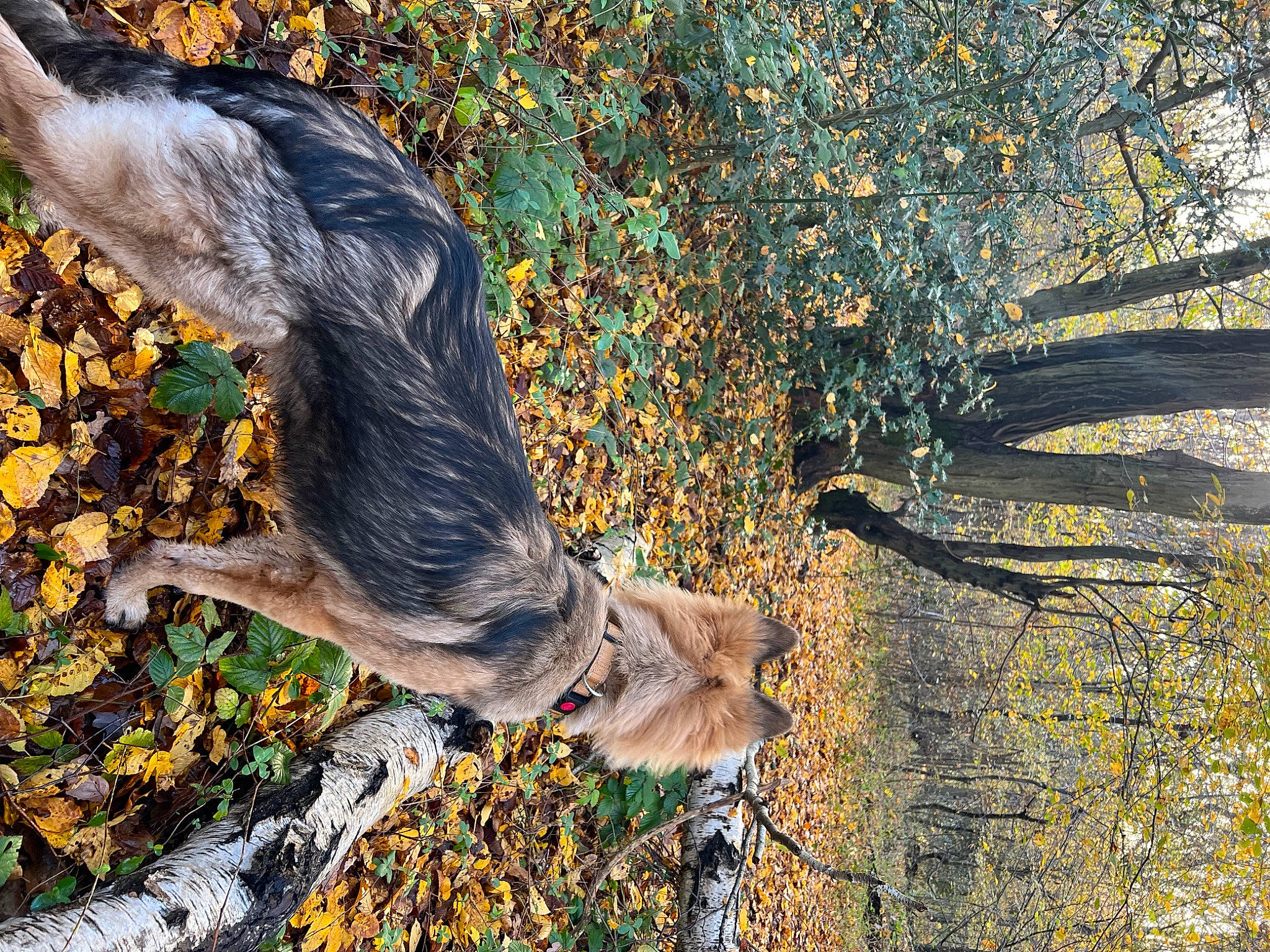 Ice is registered to the contest to win money with this photo: autumn, deciduous, forest, fur, grass, groundcover, northern_hardwood_forest, people_in_nature, plant, plant_stem, soil, tail, terrestrial_animal, tree, trunk, twig, wildlife, wood, woodland