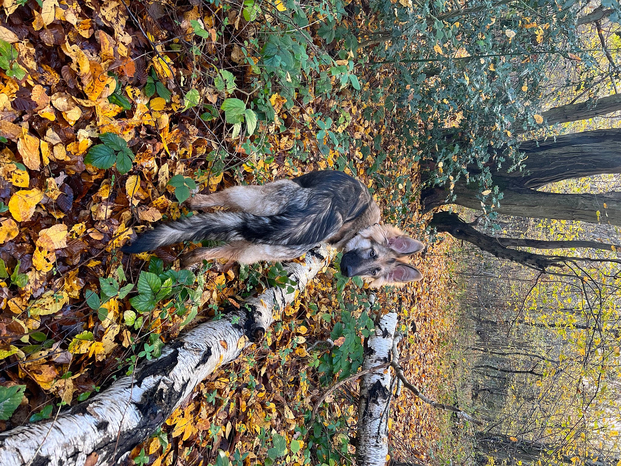 Ice is registered to the contest to win money with this photo: autumn, beak, carnivore, deciduous, dog, dog_breed, forest, grass, groundcover, natural_landscape, plant, rock, soil, sporting_group, tail, tree, trunk, twig, water, wood