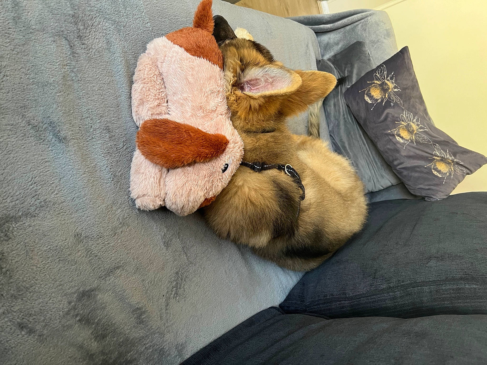 Ice is registered to the contest to win money with this photo: bedding, comfort, companion_dog, fawn, felidae, flooring, fur, grey, human_leg, linens, plush, small_to_medium_sized_cats, stuffed_toy, tail, teddy_bear, textile, toy, whiskers, wood, wool