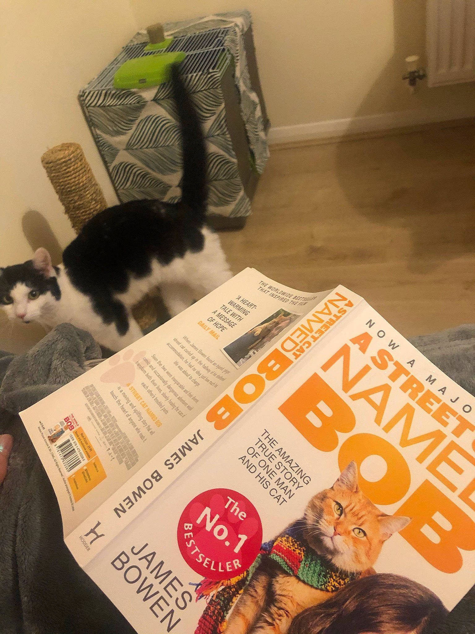 Robin joined the competition — help win amazing prizes! art, book, carnivore, cat, comfort, domestic_short_haired_cat, felidae, fiction, flooring, font, fur, illustration, mammal, paper, pet_supply, publication, room, small_to_medium_sized_cats, tail, whiskers