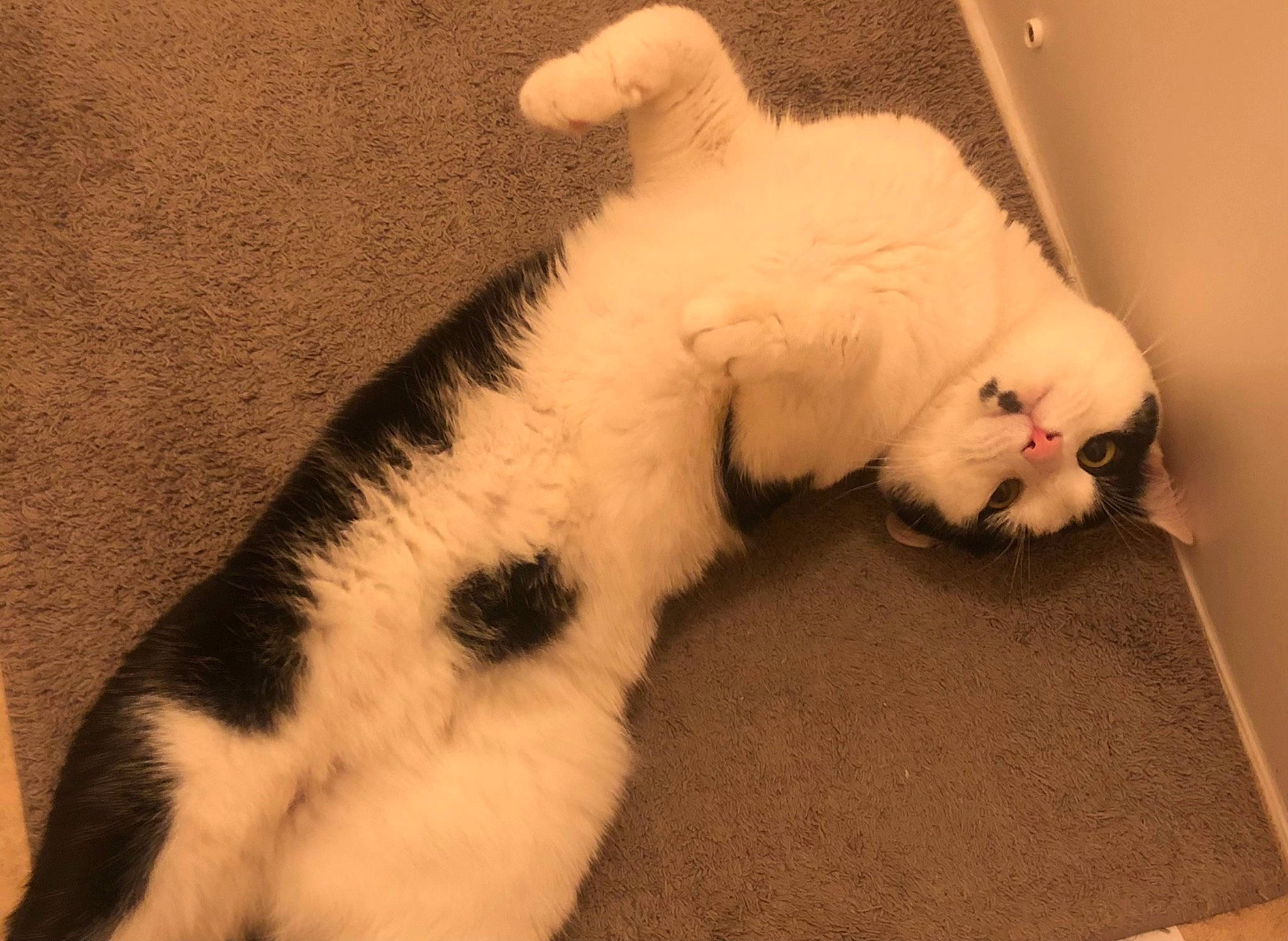 Robin is registered to the contest to win money with this photo: canidae, carnivore, cat, claw, comfort, companion_dog, dog_breed, domestic_short_haired_cat, fang, fawn, felidae, flooring, fur, nap, paw, small_to_medium_sized_cats, snout, tail, terrestrial_animal, whiskers