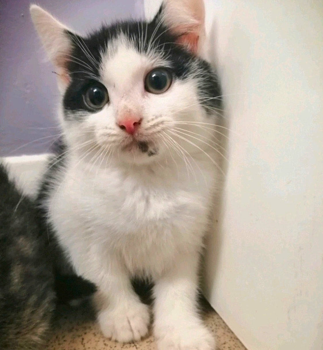 Robin joined the competition — help win amazing prizes! carnivore, cat, domestic_short_haired_cat, eye, felidae, fur, paw, small_to_medium_sized_cats, snout, tail, whiskers, window