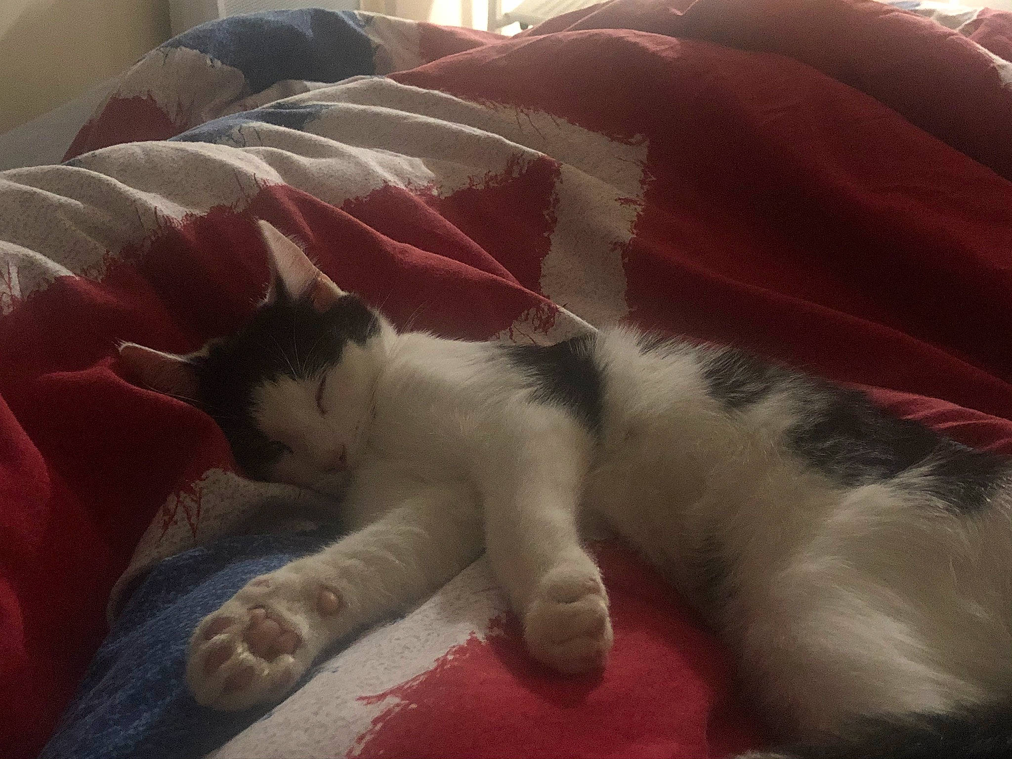 Robin joined the competition — help win amazing prizes! canidae, carmine, carnivore, cat, comfort, companion_dog, domestic_short_haired_cat, duvet, felidae, flooring, fur, linens, nap, paw, sleep, small_to_medium_sized_cats, snout, tail, terrestrial_animal, whiskers