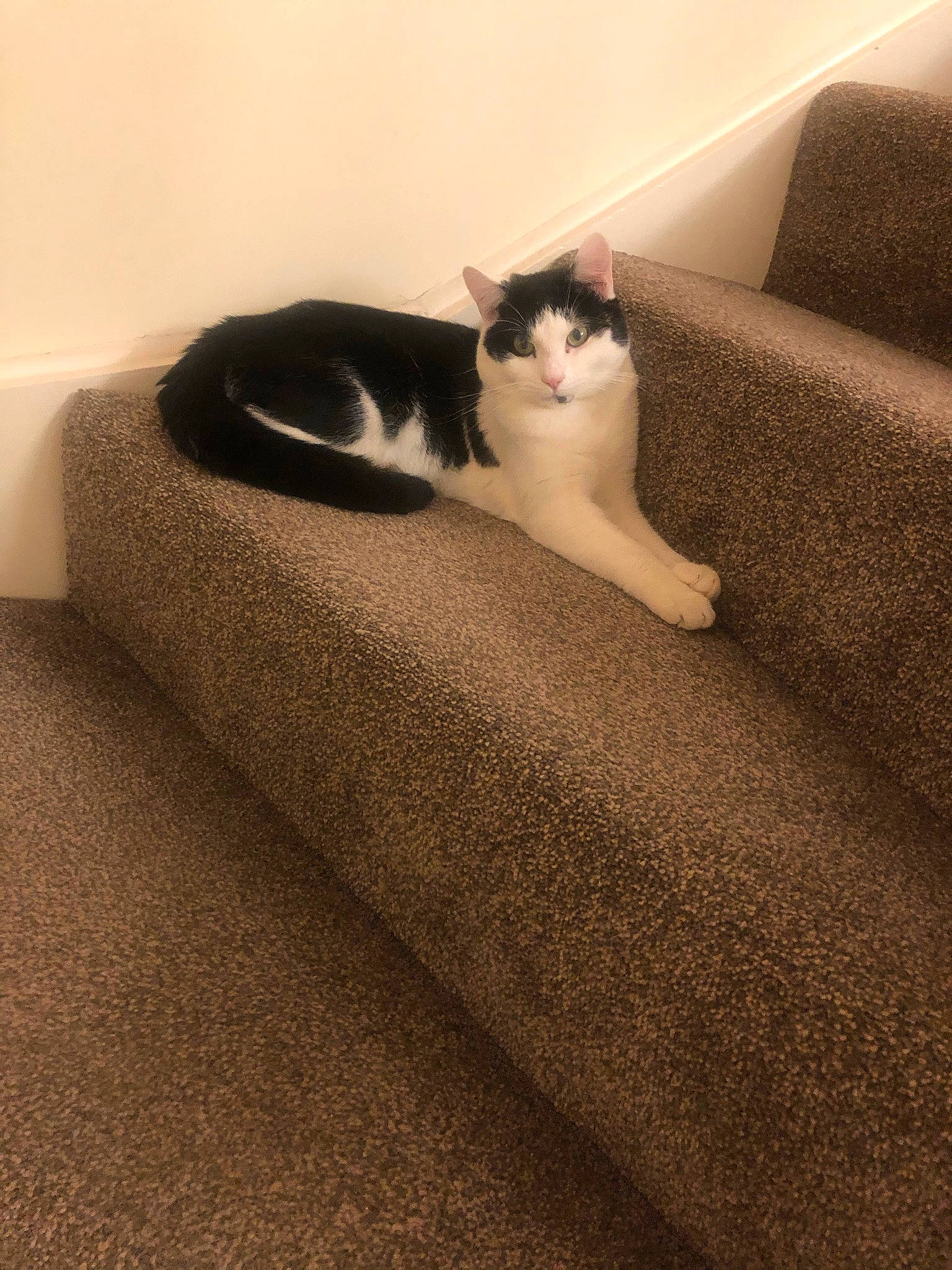 Robin is registered to the contest to win money with this photo: bedding, carnivore, carpet, cat, comfort, domestic_short_haired_cat, felidae, flooring, fur, grey, hardwood, human_leg, linens, shadow, small_to_medium_sized_cats, tail, tints_and_shades, whiskers, window, wood