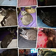 Angel is registered to the contest to win money with this photo: cat, gray_cat, sleeping, curling, bed, blanket, indoor, pet, dog, purple_blanket, striped_sheet, pink_sheet, cozy, resting, animal, feline, close_up, multiple_images, collage, domestic