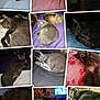 animal, bed, blanket, cat, close_up, collage, cozy, curling, dog, domestic, feline, gray_cat, indoor, multiple_images, pet, pink_sheet, purple_blanket, resting, sleeping, striped_sheet