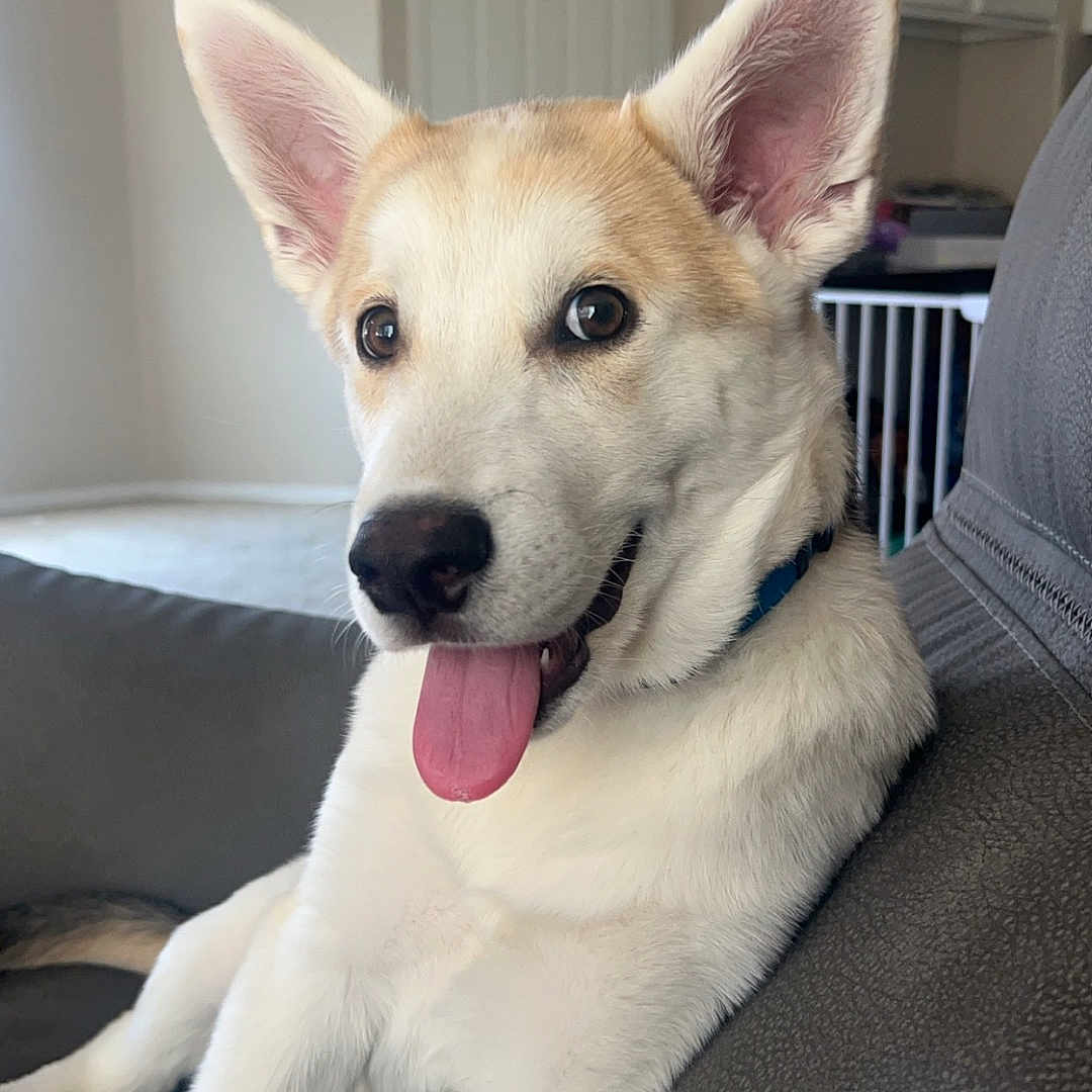 Remus is registered to the contest to win money with this photo: animal, architecture, bodypart, canine, couch, cushion, dog, eskimodog, furniture, homedecor, hound, husky, indoors, interiordesign, labradorretriever, mouth, person, pet, puppy, whitedog