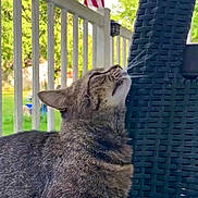 Jack is registered to the contest to win money with this photo: cat, tabby_cat, animal, pet, outdoor, porch, chair, wicker, flag, american_flag, railing, greenery, trees, sunlight, daytime, fur, sniffing, curious, domestic_animal, closeup