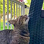 cat, tabby_cat, animal, pet, outdoor, porch, chair, wicker, flag, american_flag, railing, greenery, trees, sunlight, daytime, fur, sniffing, curious, domestic_animal, closeup
