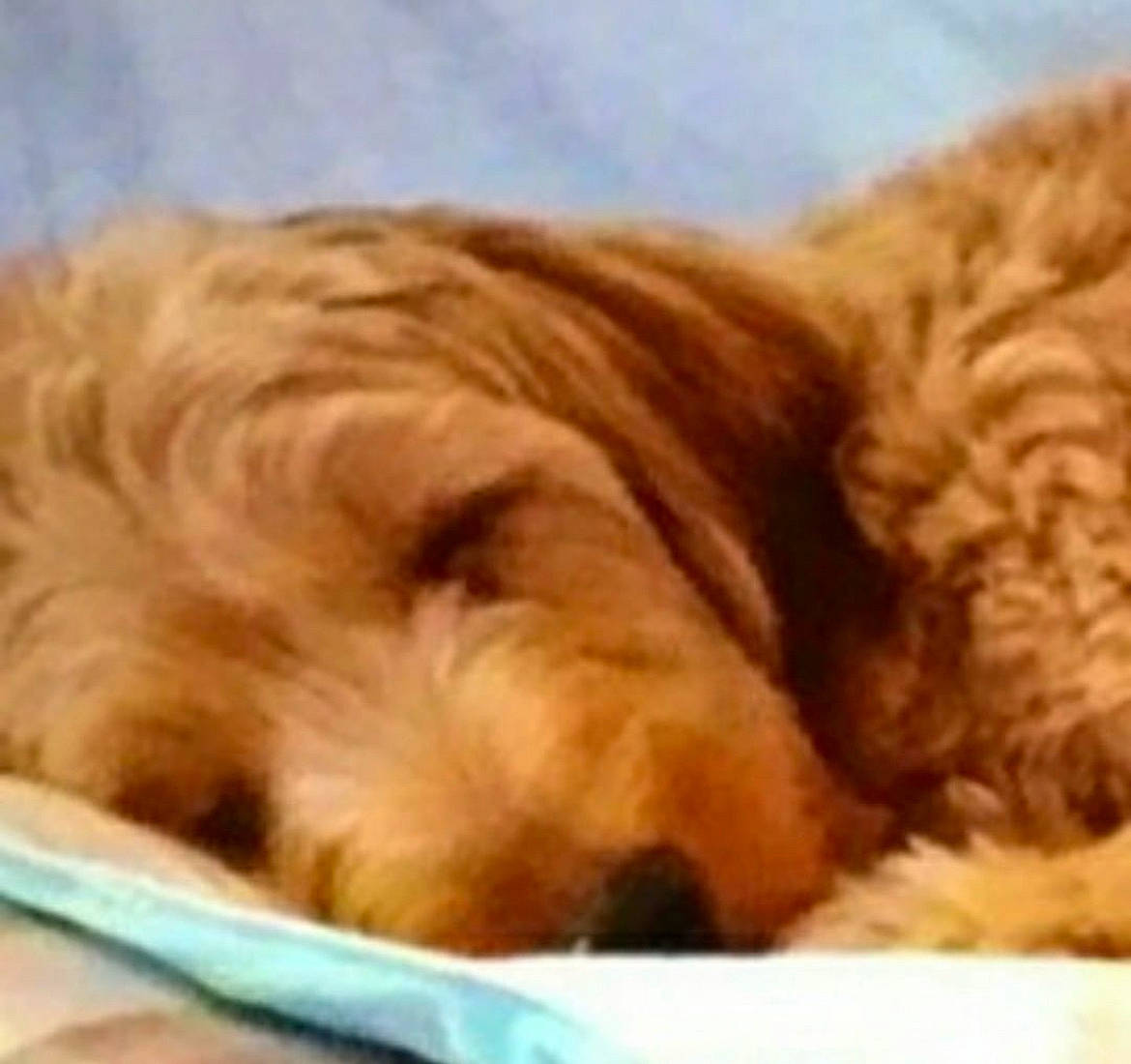 Journey is registered to the contest to win money with this photo: canidae, carnivore, comfort, companion_dog, dog, dog_bed, dog_breed, dog_supply, fawn, fur, labradoodle, liver, maltepoo, non_sporting_group, pet_supply, puppy, snout, sporting_group, terrier, working_animal