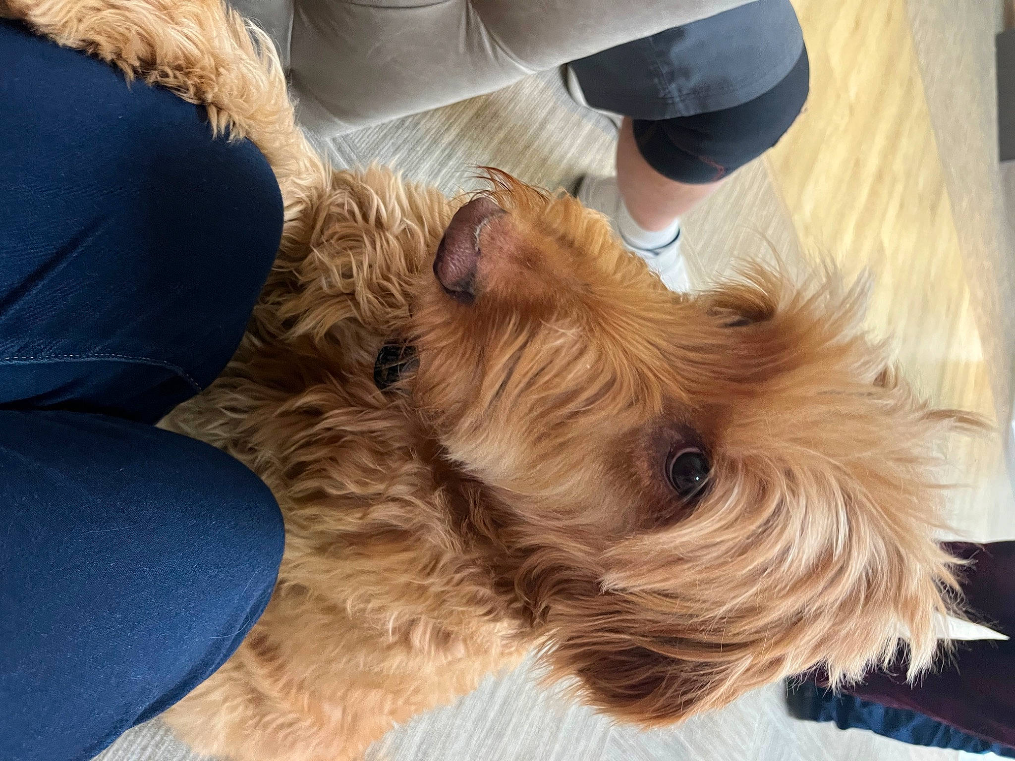 Journey is registered to the contest to win money with this photo: canidae, carnivore, comfort, companion_dog, dog, dog_breed, dog_supply, ear, fawn, felidae, fur, liver, pet_supply, small_terrier, snout, sporting_group, terrier, toy_dog, working_animal, yorkshire_terrier