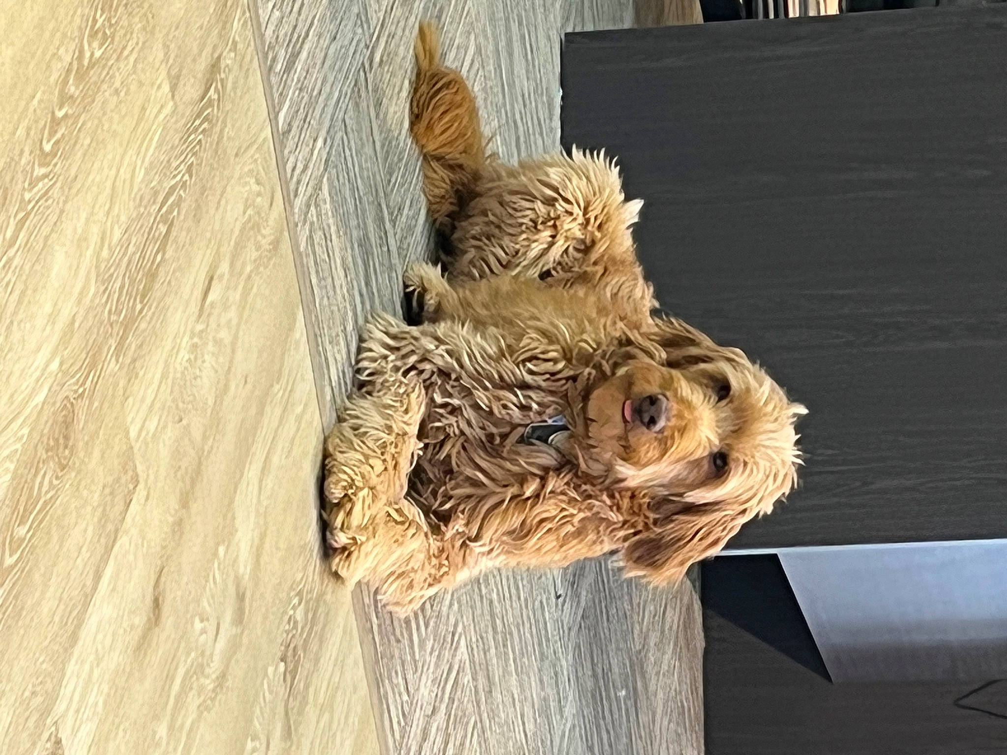 Journey is registered to the contest to win money with this photo: art, artifact, carving, felidae, fur, hardwood, packing_materials, snout, sporting_group, toy, tree, trunk, wing, wood