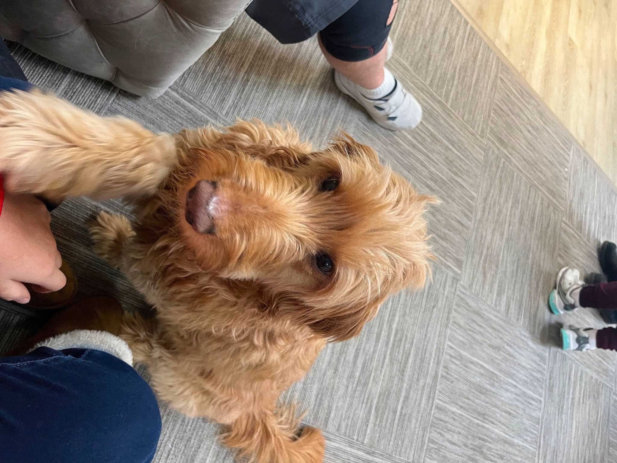 Journey is registered to the contest to win money with this photo: australian_terrier, carnivore, companion_dog, dog, dog_breed, fawn, floor, flooring, fur, hardwood, human_leg, liver, small_terrier, snout, sporting_group, terrier, toy_dog, wood, working_animal, yorkipoo