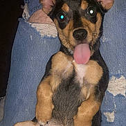 Bella is registered to the contest to win money with this photo: puppy, dog, tongue_out, ears, ripped_jeans, paw, pet, cute, playful, lying_down, indoor, black_and_tan, fur, young_dog, canine, animal, mammal, close_up, adorable, relaxed