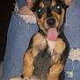 puppy, dog, tongue_out, ears, ripped_jeans, paw, pet, cute, playful, lying_down, indoor, black_and_tan, fur, young_dog, canine, animal, mammal, close_up, adorable, relaxed