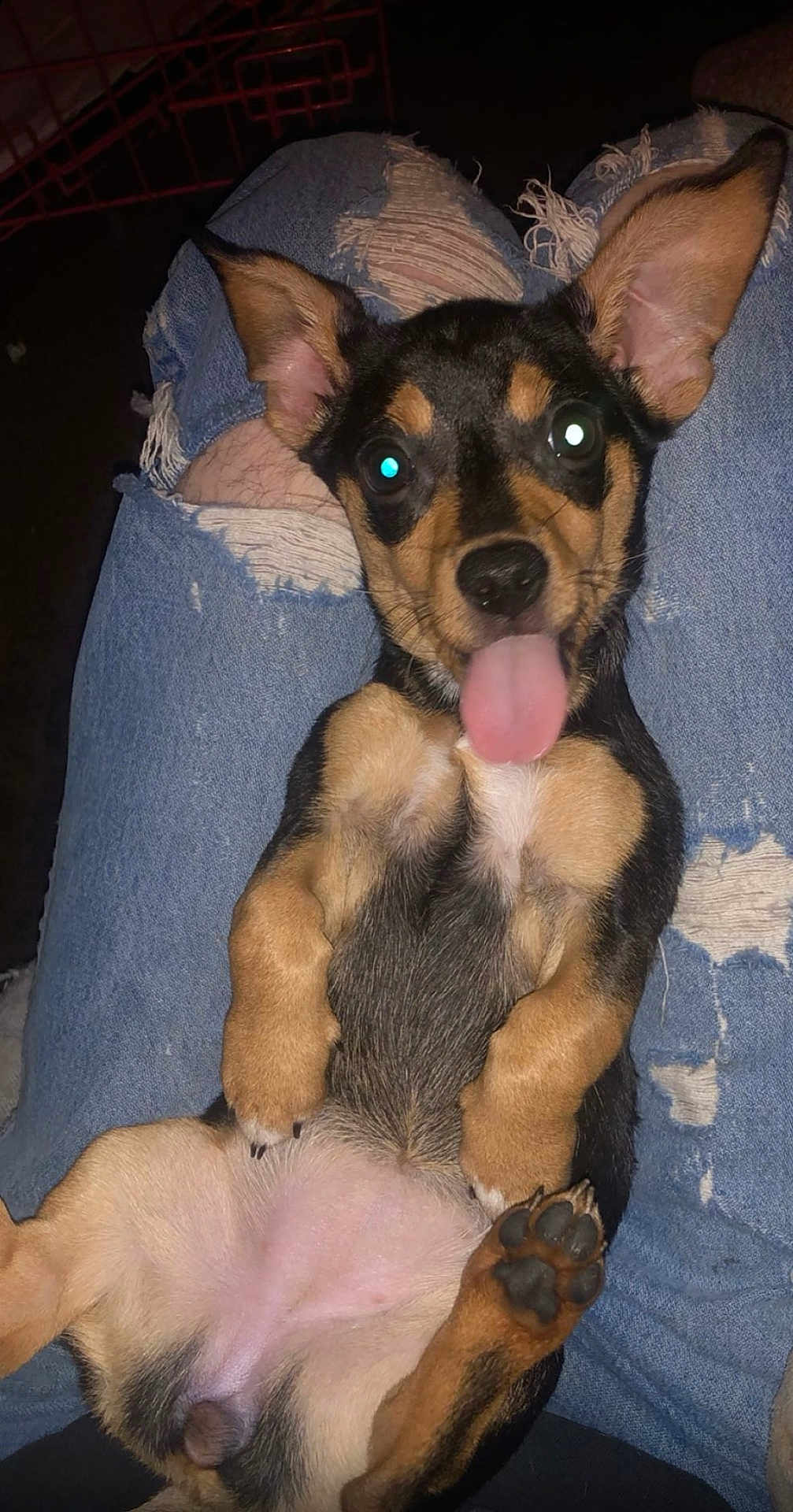 Bella