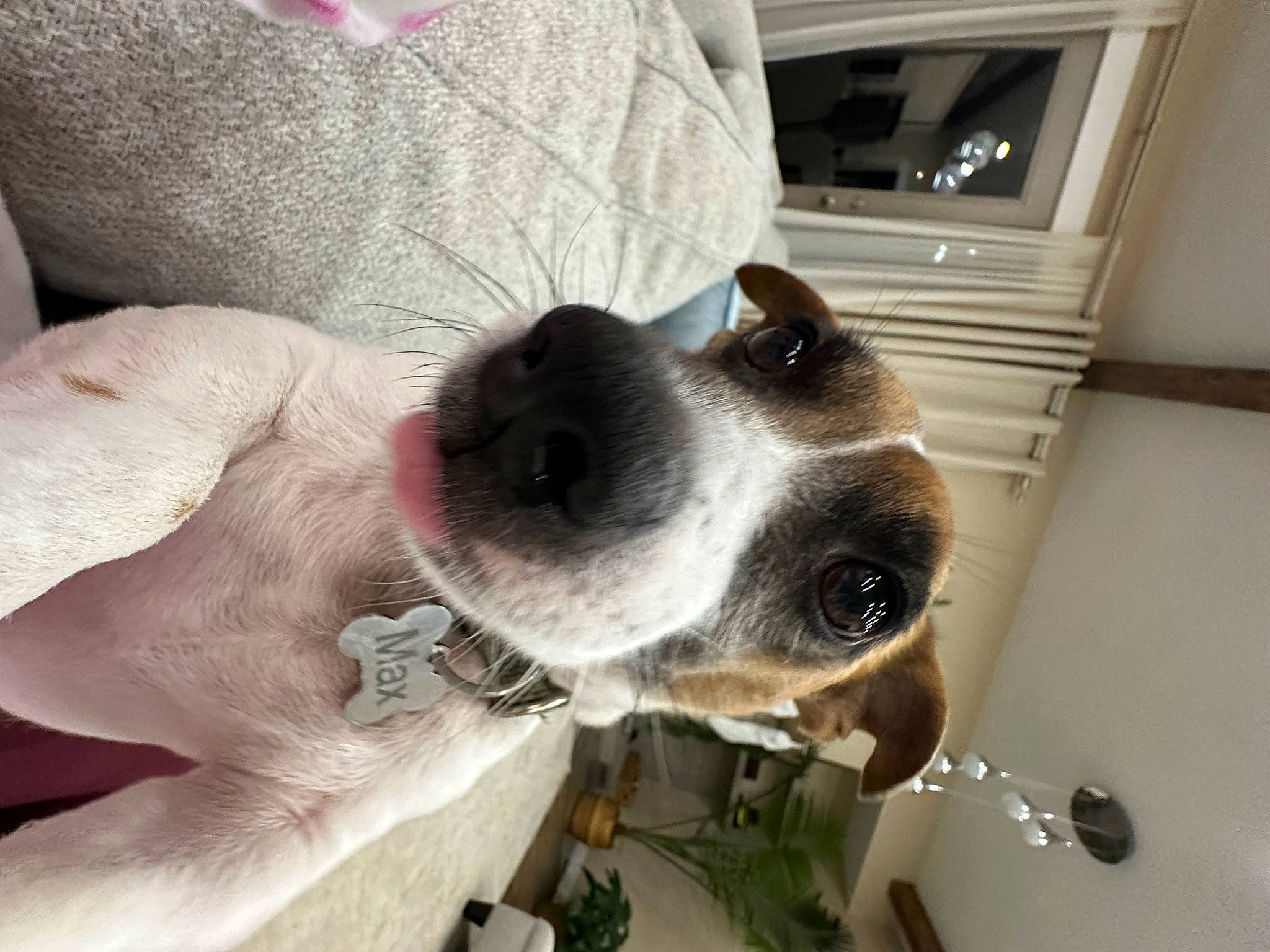 Max is registered to the contest to win money with this photo: canidae, carnivore, collar, comfort, companion_dog, couch, dog, dog_breed, dog_collar, ear, eyewear, fawn, fur, non_sporting_group, snout, sporting_group, whiskers, window, working_animal