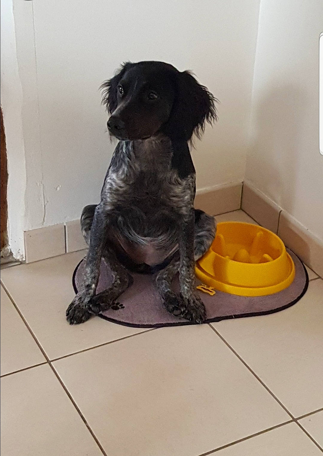 Sandy a rejoint le concours — aidez-le/la à gagner de superbes lots ! canidae, carnivore, companion_dog, dog, dog_bed, dog_breed, dog_supply, door_mat, floor, flooring, fur, gun_dog, liver, pet_supply, snout, spaniel, sporting_group, tail, water_dog, working_animal