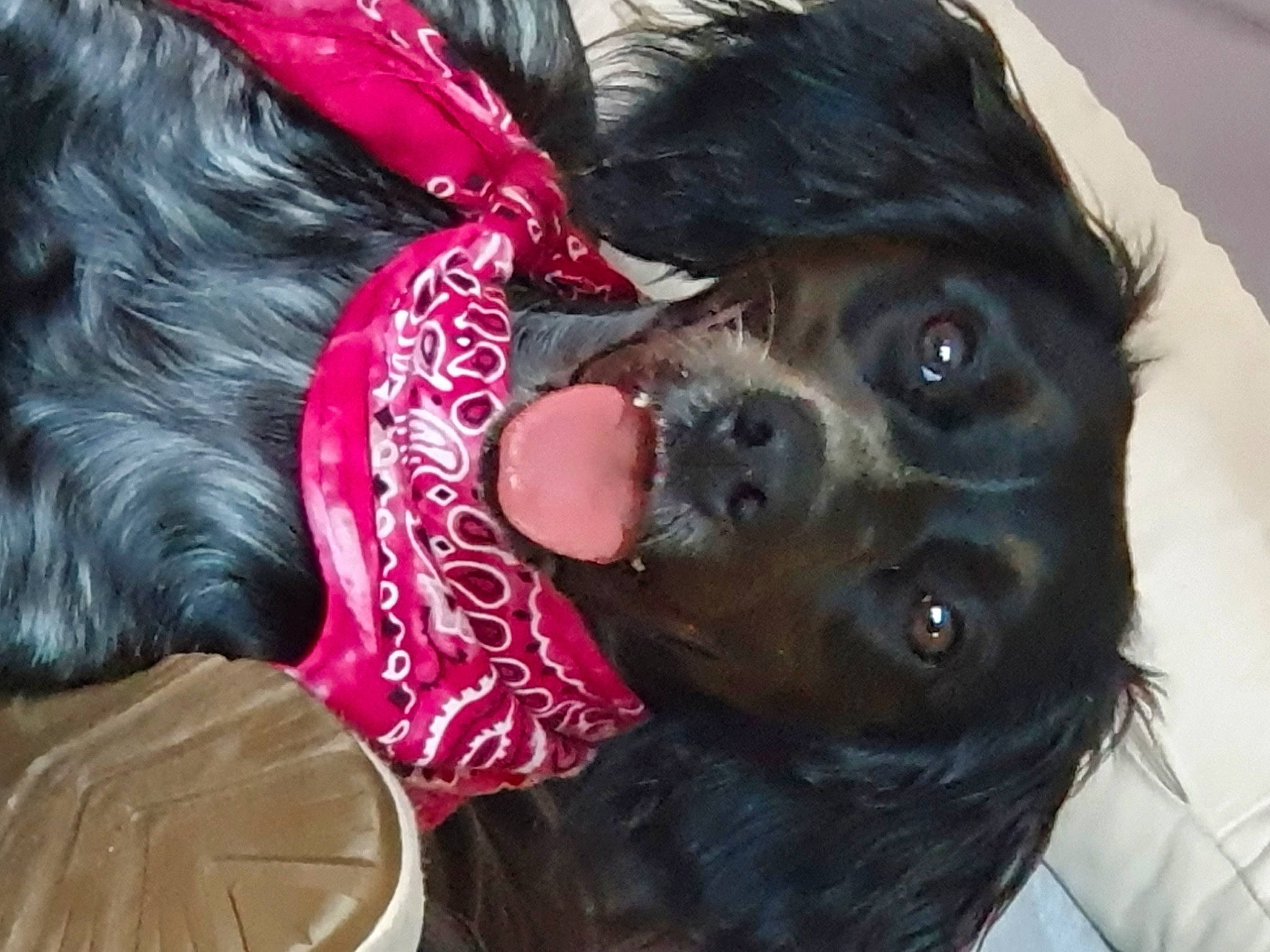 Sandy participe au concours pour gagner de l'argent avec cette photo : canidae, carnivore, companion_dog, dog, dog_breed, dog_collar, dog_supply, eyewear, fawn, fun, fur, guard_dog, liver, personal_protective_equipment, snout, sporting_group, sunglasses, toy_dog, whiskers, working_animal