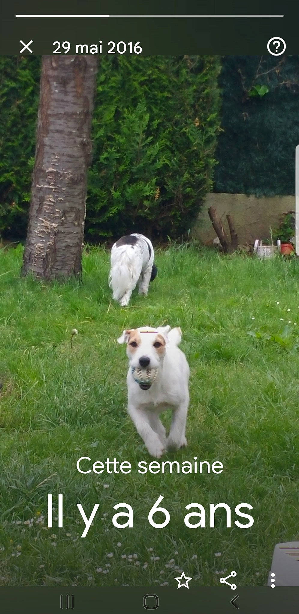 Snoopy a rejoint le concours — aidez-le/la à gagner de superbes lots ! canidae, carnivore, companion_dog, dog, dog_breed, font, grass, grassland, lawn, non_sporting_group, pet_supply, photo_caption, plant, sporting_group, tail, terrestrial_animal, tree, trunk, working_animal