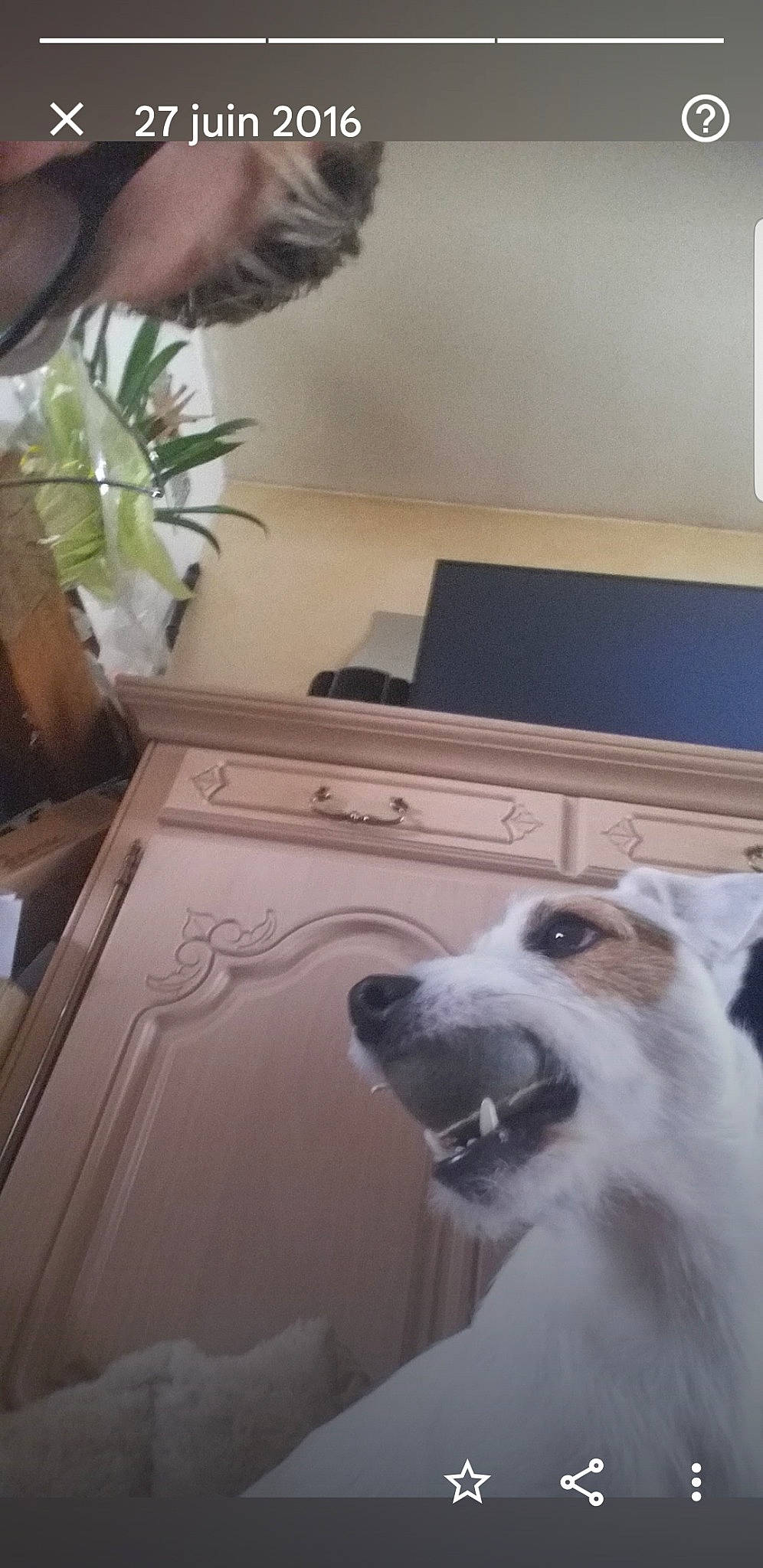 Snoopy a rejoint le concours — aidez-le/la à gagner de superbes lots ! cabinetry, carnivore, companion_dog, dog, dog_breed, door, fang, floor, flooring, fur, grey, hardwood, herding_dog, home_appliance, kitchen_appliance, room, sporting_group, whiskers, wood, working_dog