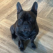Clyde is registered to the contest to win money with this photo: dog, french_bulldog, black_dog, pet, animal, indoor, flooring, wood_floor, looking_up, ears, canine, companion, cute, small_dog, sitting, domestic_animal, alert, paw, snout, whiskers