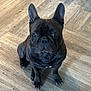 dog, french_bulldog, black_dog, pet, animal, indoor, flooring, wood_floor, looking_up, ears, canine, companion, cute, small_dog, sitting, domestic_animal, alert, paw, snout, whiskers
