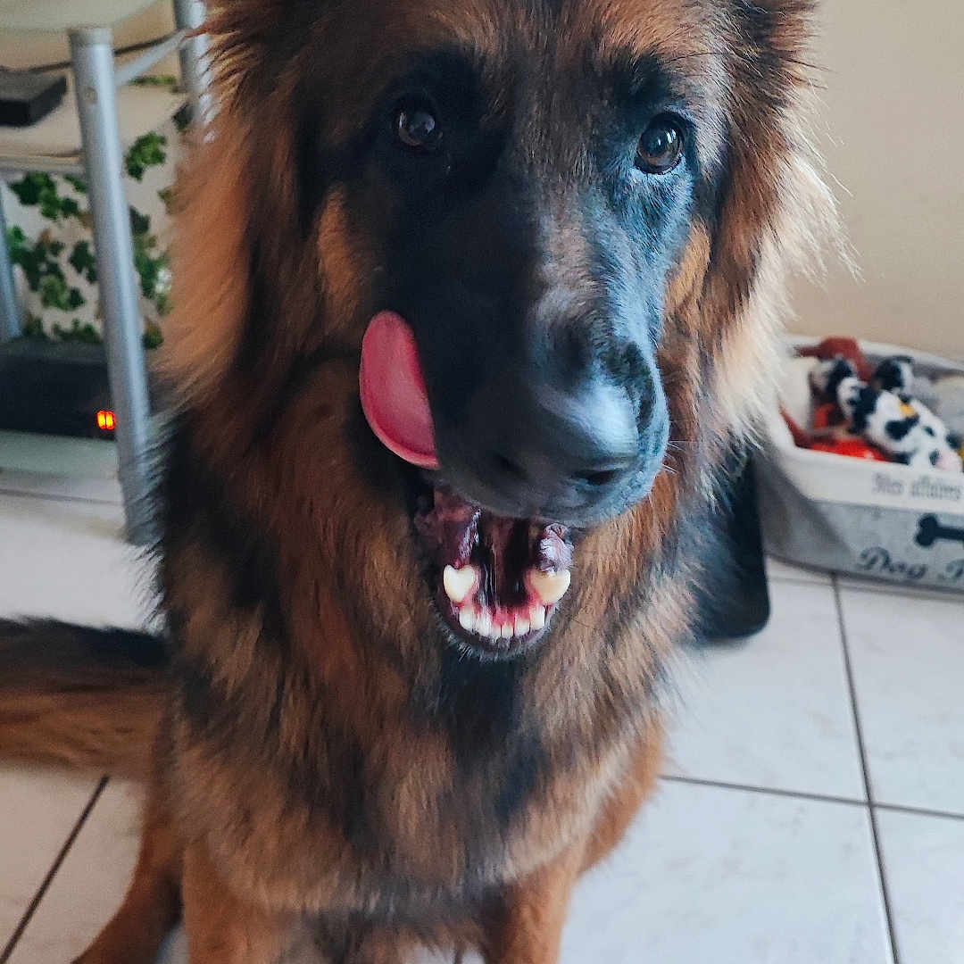 Ayka a rejoint le concours — aidez-le/la à gagner de superbes lots ! dog, german_shepherd, long_hair, fluffy, sitting, tongue, teeth, open_mouth, portrait, indoor, kitchen, tile_floor, ears, brown_fur, black_mask, pet, canine, alert, playful, home