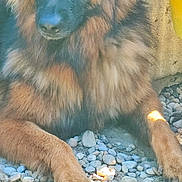 Ayka a rejoint le concours — aidez-le/la à gagner de superbes lots ! dog, long_hair, fluffy, brown_fur, black_mask, portrait, sitting, outdoor, pebbles, gravel, concrete, yellow_bucket, animal, pet, canine, front_view, large_dog, sunlight, fur, face