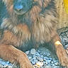 dog, long_hair, fluffy, brown_fur, black_mask, portrait, sitting, outdoor, pebbles, gravel, concrete, yellow_bucket, animal, pet, canine, front_view, large_dog, sunlight, fur, face
