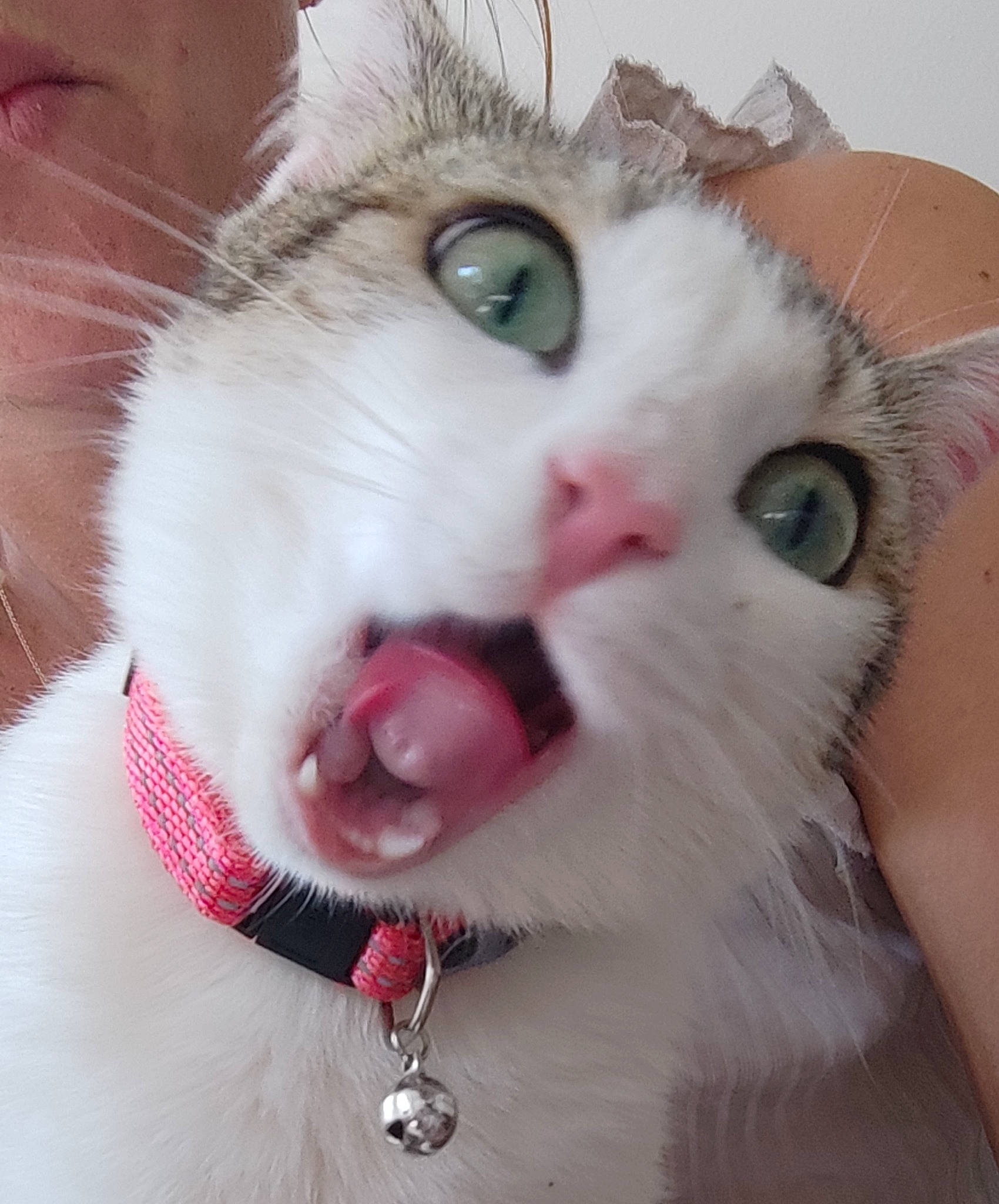 Soja participe au concours pour gagner de l'argent avec cette photo : carnivore, cat, collar, ear, eye, eyebrow, eyelash, fang, felidae, fur, iris, jaw, mammal, nose, small_to_medium_sized_cats, snout, vertebrate, whiskers, white, yawn