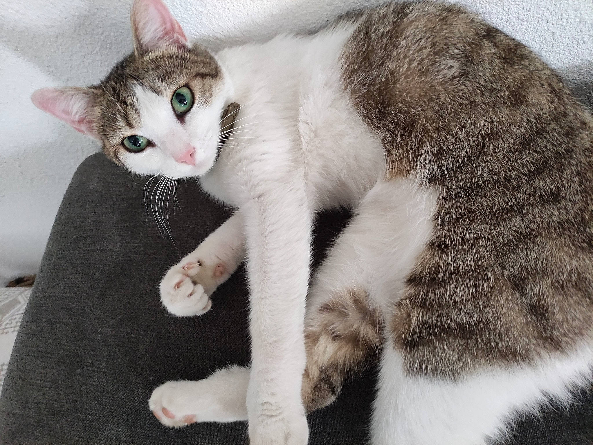 Soja a rejoint le concours — aidez-le/la à gagner de superbes lots ! carnivore, cat, claw, comfort, domestic_short_haired_cat, felidae, fur, paw, small_to_medium_sized_cats, snout, tail, terrestrial_animal, whiskers