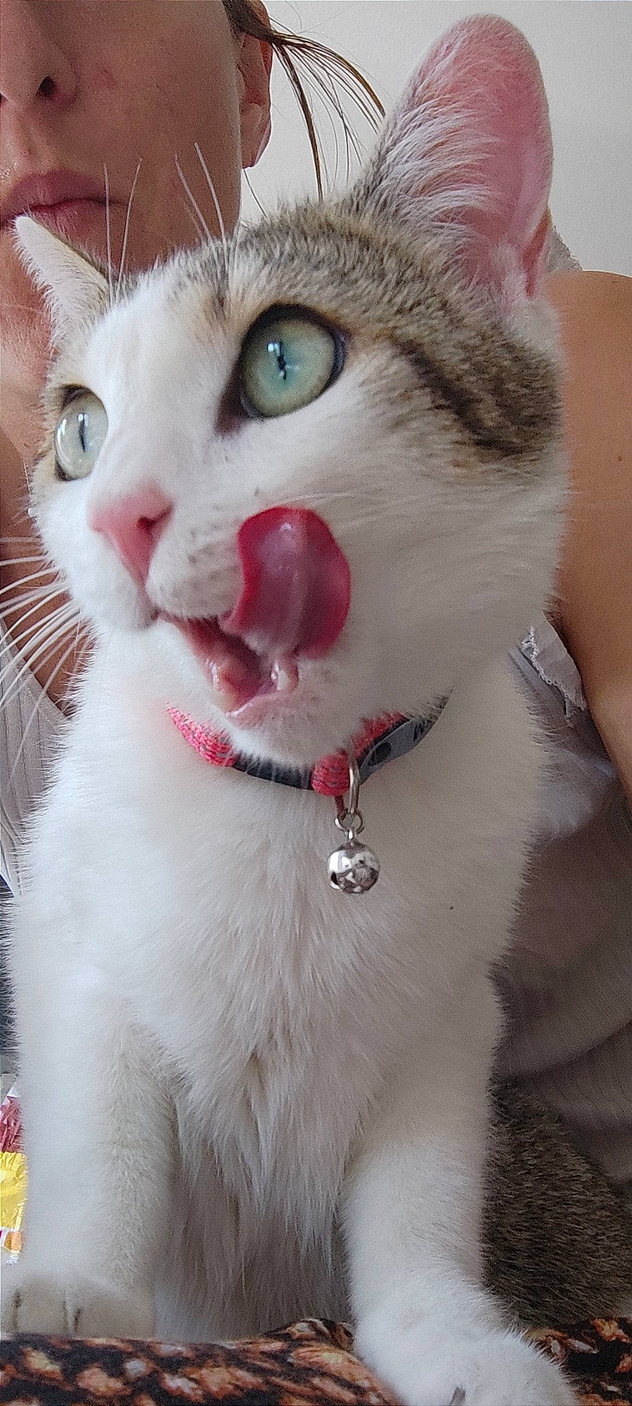 Soja participe au concours pour gagner de l'argent avec cette photo : carnivore, cat, close_up, collar, domestic_short_haired_cat, ear, eyebrow, eyelash, fang, felidae, fur, jaw, nose, paw, photo_caption, small_to_medium_sized_cats, snout, whiskers
