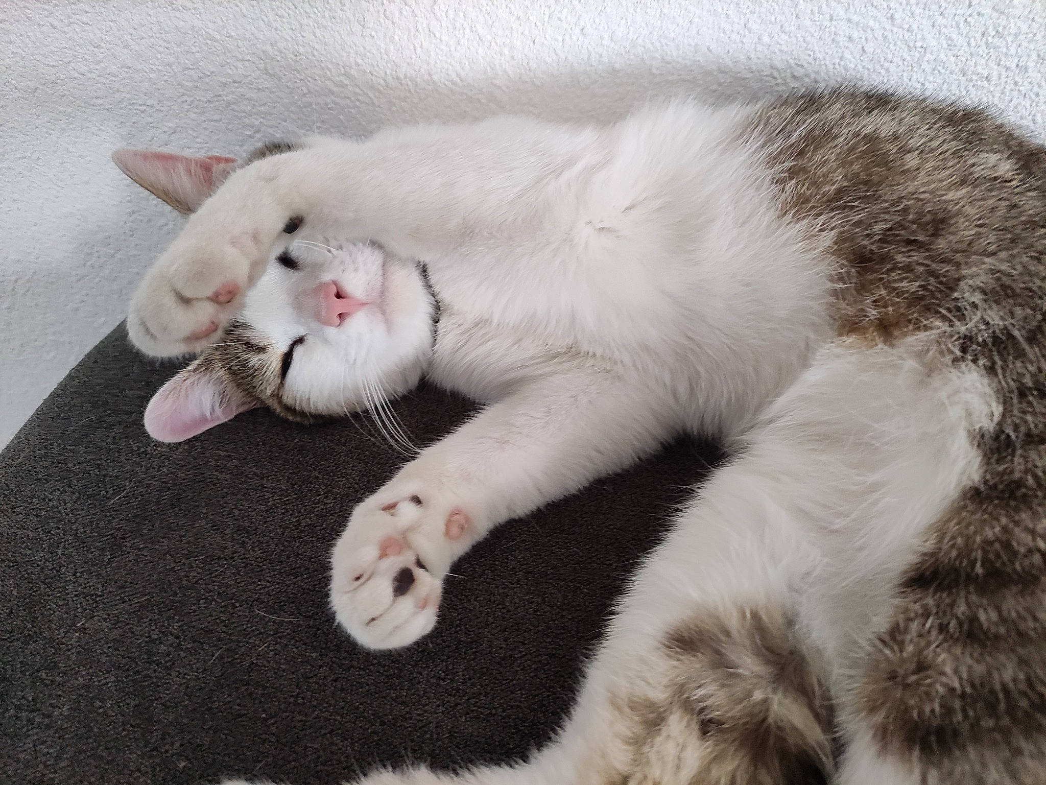 Soja a rejoint le concours — aidez-le/la à gagner de superbes lots ! carnivore, cat, claw, collar, comfort, domestic_short_haired_cat, felidae, fur, nap, paw, small_to_medium_sized_cats, snout, tail, whiskers