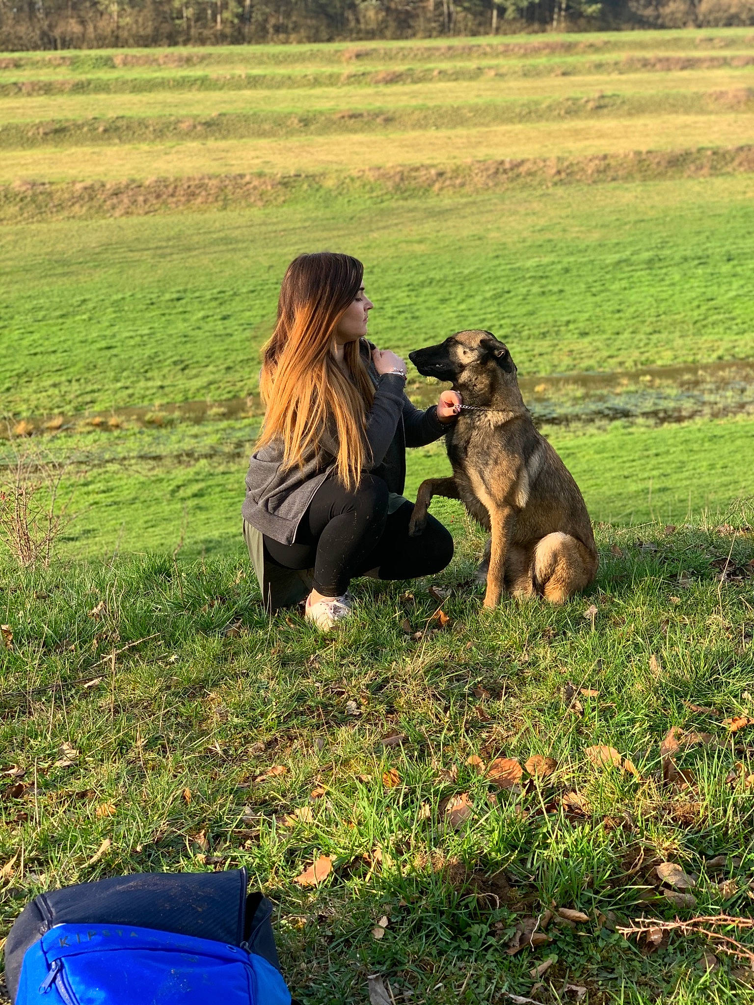 Pandora a rejoint le concours — aidez-le/la à gagner de superbes lots ! canidae, carnivore, dog, dog_breed, german_shepherd_dog, grass, happy, herding_dog, sporting_group, working_dog