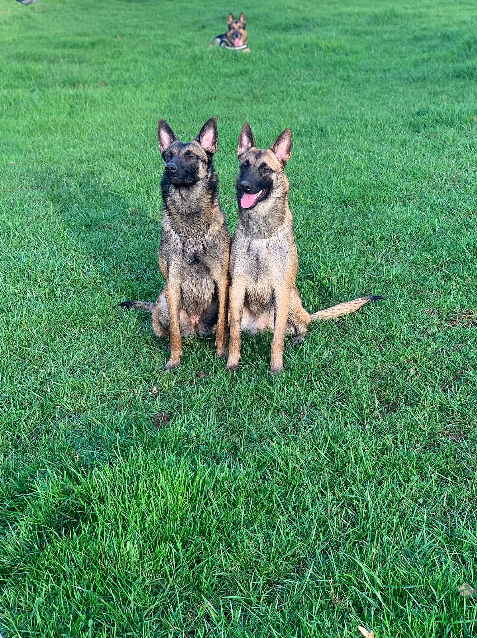 Pandora a rejoint le concours — aidez-le/la à gagner de superbes lots ! belgian_shepherd, belgian_shepherd_malinois, canidae, carnivore, dog, dog_breed, east_european_shepherd, fawn, german_shepherd_dog, grass, herding_dog, king_shepherd, kunming_wolfdog, laekenois, mammal, old_german_shepherd_dog, plant, shiloh_shepherd_dog, vertebrate, working_dog